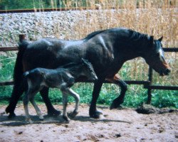 Zuchtstute Eileen (Welsh-Cob (Sek. D), 1976, von Epona-Saladin)