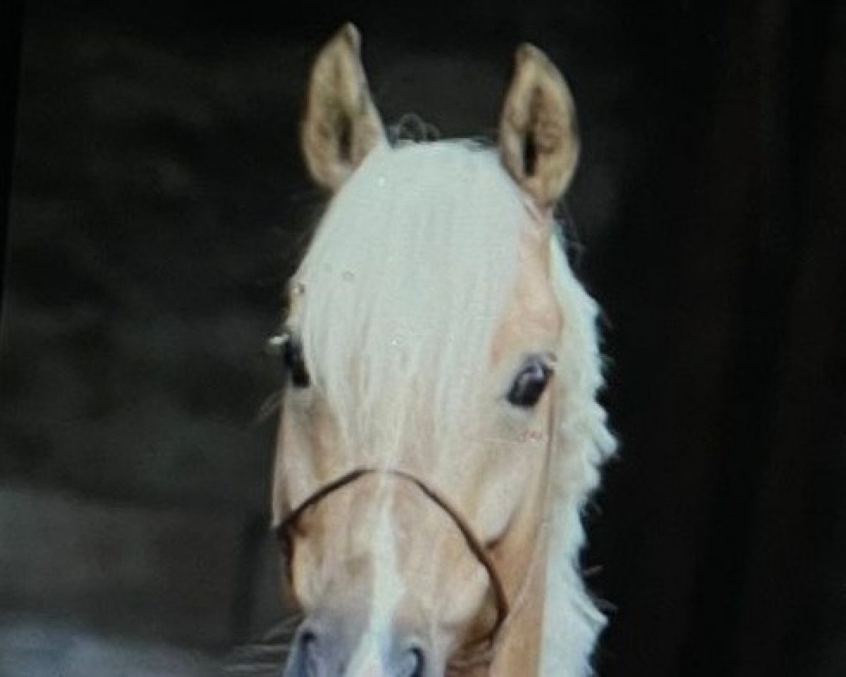 dressage horse Salinero Cc 2 (German Riding Pony, 2017, from Jonker's Socrates)