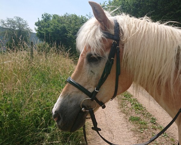 Pferd Negro (Haflinger, 2005, von Nastral)