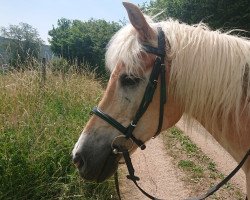 Pferd Negro (Haflinger, 2005, von Nastral)