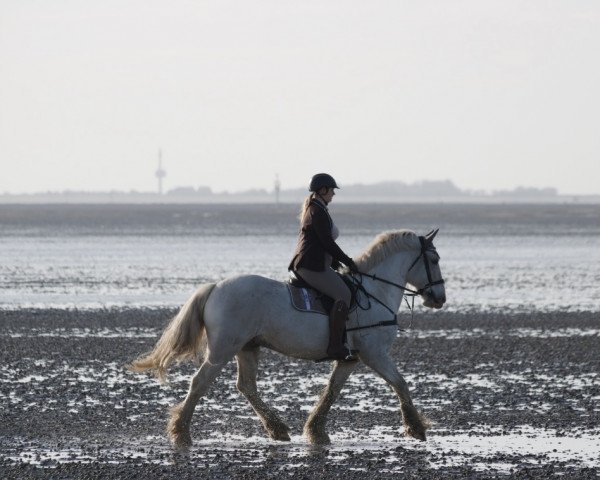 Pferd Reus (Tinker / Irish Cob / Gypsy Vanner, 2010)