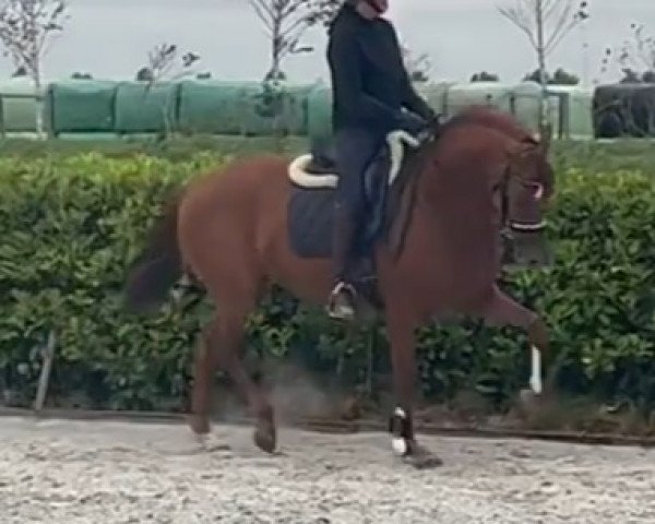 dressage horse Ollympia-ST (KWPN (Royal Dutch Sporthorse), 2019, from Fürst Jazz)