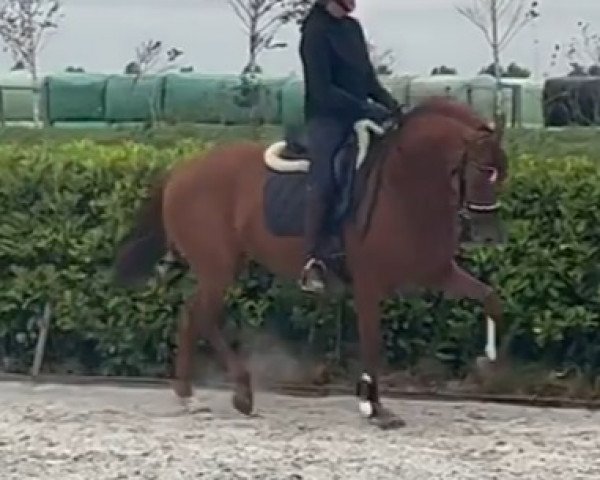 broodmare Ollympia-ST (KWPN (Royal Dutch Sporthorse), 2019, from Fürst Jazz)