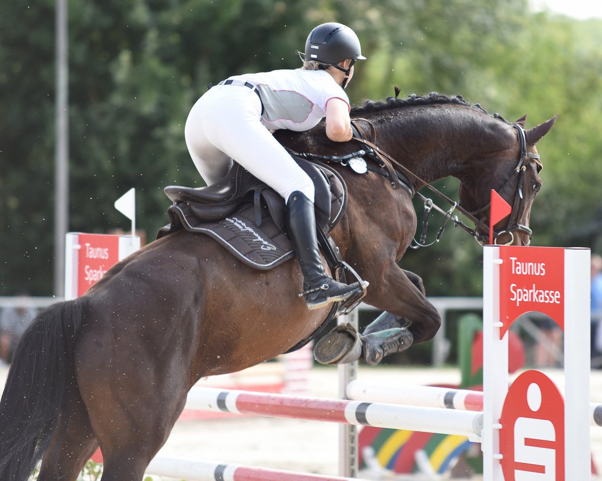 Springpferd Jappeloup de Balou (KWPN (Niederländisches Warmblut), 2014, von Quasimodo Z)