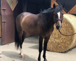 jumper No Limit G (German Riding Pony, 2016, from Nasrim)