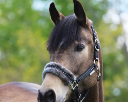 broodmare Dream Date 8 (German Riding Pony, 2017, from Dreiklang AT)