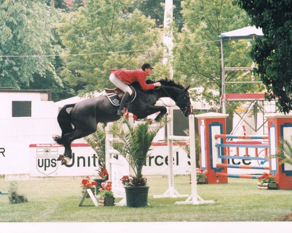 Deckhengst Expert (KWPN (Niederländisches Warmblut), 1986, von Jasper)