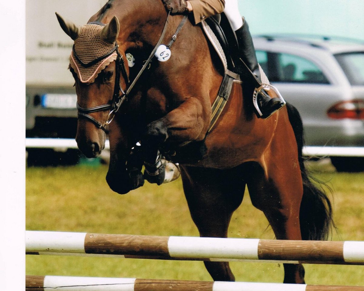 broodmare Charisma E 2 (Westphalian, 2006, from Concreto 174 FIN)