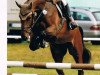 broodmare Charisma E 2 (Westphalian, 2006, from Concreto 174 FIN)