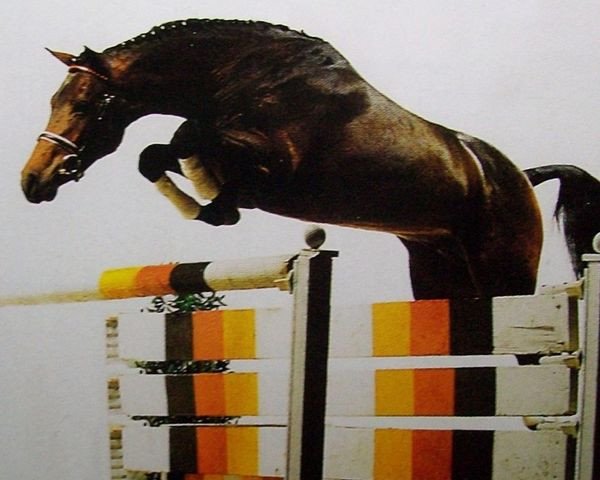 stallion Lady's King (Holsteiner, 1994, from Landadel)