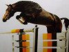 stallion Lady's King (Holsteiner, 1994, from Landadel)