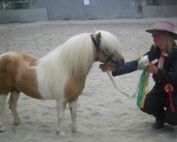 stallion Birchwood Golden Top (Shetland pony (under 87 cm), 1993, from Little Jo of Green Meadows)