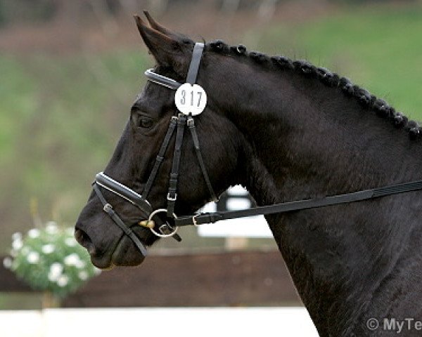 stallion Rittmeister (Westphalian, 2002, from Rubiloh)