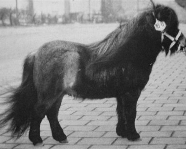 Deckhengst Beauty van Roosendaal (Shetland Pony (unter 87 cm), 1987, von Pepperman v.d. Hesterhoeve)