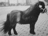 stallion Beauty van Roosendaal (Shetland pony (under 87 cm), 1987, from Pepperman v.d. Hesterhoeve)