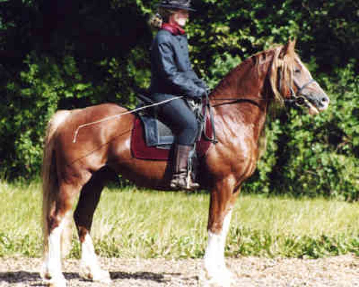 stallion Llaun Braint Euros (Welsh-Cob (Sek. D), 1995, from Casnewydd Barti Ddu)