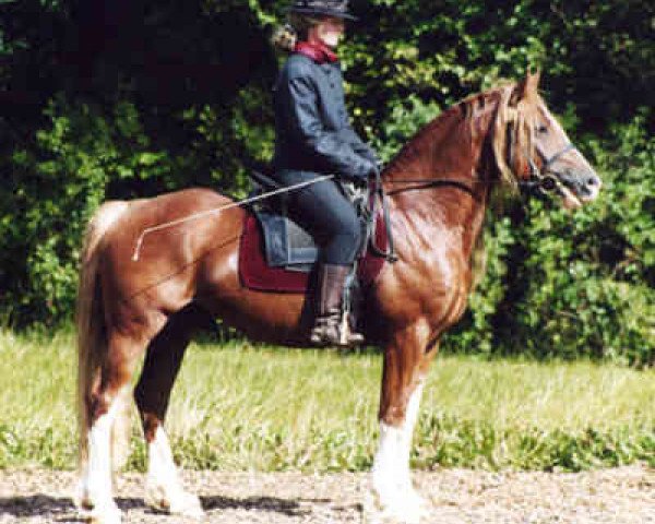 stallion Llaun Braint Euros (Welsh-Cob (Sek. D), 1995, from Casnewydd Barti Ddu)