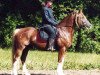 stallion Llaun Braint Euros (Welsh-Cob (Sek. D), 1995, from Casnewydd Barti Ddu)