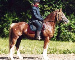 Deckhengst Llaun Braint Euros (Welsh-Cob (Sek. D), 1995, von Casnewydd Barti Ddu)