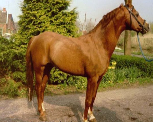stallion Bokkesprong Czardas (Nederlands Welsh Ridepony, 1983, from Oakley (C) Bubbling On)