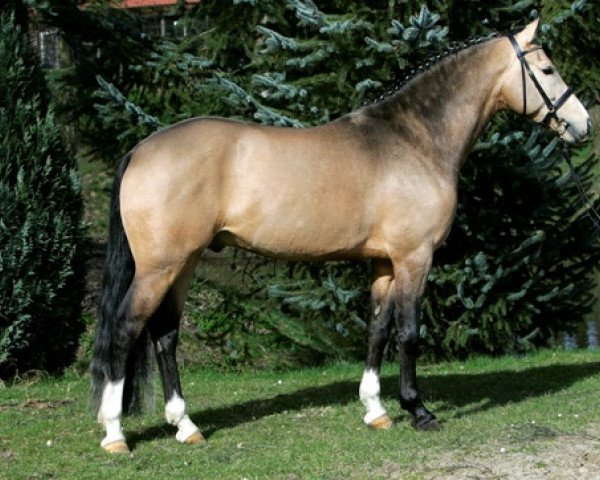 stallion FS Chambertin (German Riding Pony, 2004, from FS Champion de Luxe)
