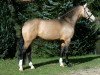 stallion FS Chambertin (German Riding Pony, 2004, from FS Champion de Luxe)