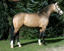 Deckhengst FS Chambertin (Deutsches Reitpony, 2004, von FS Champion de Luxe)