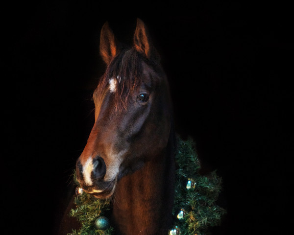 dressage horse Diamont Baroness (German Sport Horse, 2018, from Freiherr von Stein)