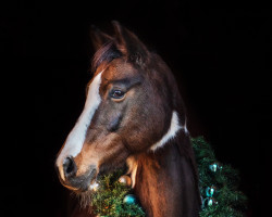 broodmare Shantal (Lewitzer, 2003, from Shamani)