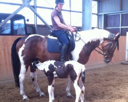 broodmare Dancing Girl (Pinto / Hunter, 2003, from Remon AA)