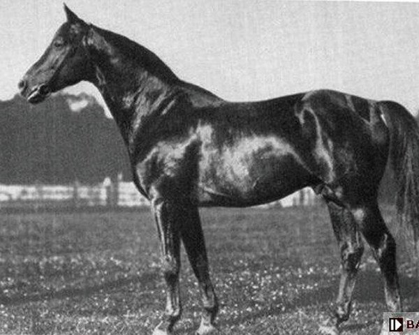 horse Dampfross (Trakehner, 1919, from Dingo)