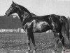 horse Dampfross (Trakehner, 1919, from Dingo)