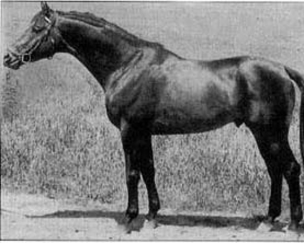 stallion Flaneur (Trakehner, 1965, from Maharadscha)