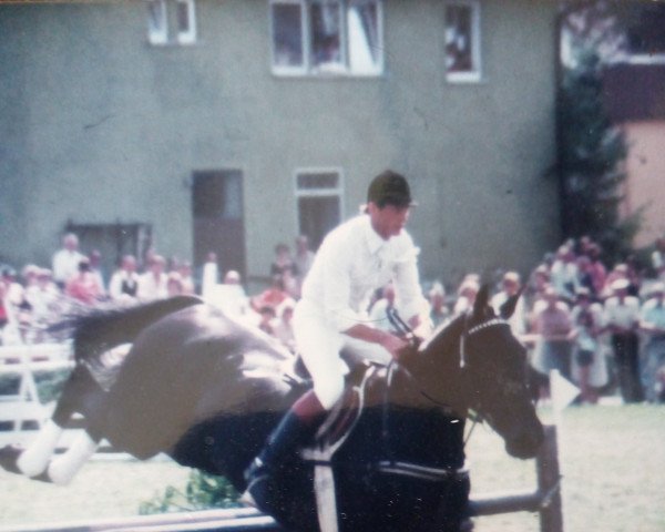 Pferd Ortina (Deutsches Reitpferd, 1968, von Ozean)