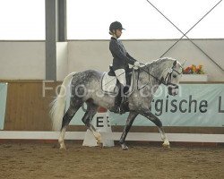 dressage horse Vieko (German Riding Pony, 2001, from Vulkan)