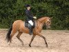 dressage horse Van Holland 3 (German Riding Pony, 1999, from Vulkan)