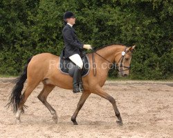 dressage horse Van Holland 3 (German Riding Pony, 1999, from Vulkan)