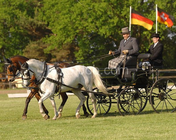 Dressurpferd Vio Grande (Deutsches Reitpony, 1999, von Vulkan)