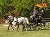 Dressurpferd Vio Grande (Deutsches Reitpony, 1999, von Vulkan)