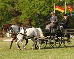 dressage horse Vio Grande (German Riding Pony, 1999, from Vulkan)