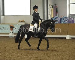 dressage horse Van Gogh 53 (German Riding Pony, 2004, from Vulkan)