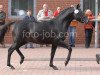 horse Cincinnati Blues (German Riding Pony, 2004, from Vulkan)