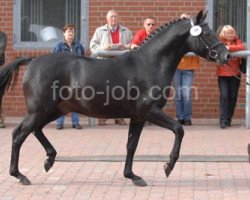 Pferd Cincinnati Blues (Deutsches Reitpony, 2004, von Vulkan)