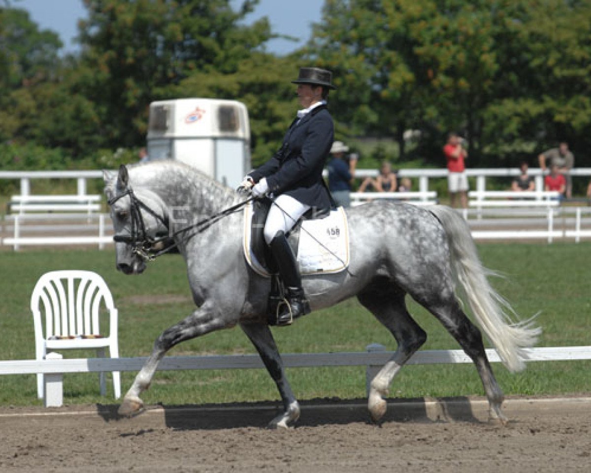 stallion Van Veen (German Riding Pony, 1998, from Vulkan)