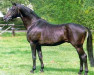 horse Mackensen (Trakehner, 1976, from Patron)