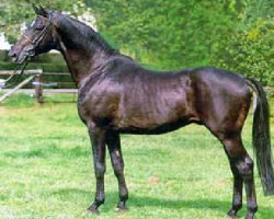 Deckhengst Mackensen (Trakehner, 1976, von Patron)