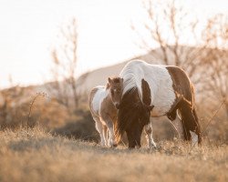 broodmare Katja v.d. Hygevoort (Shetland Pony, 2016, from Wesley van Stal van Aschberg)