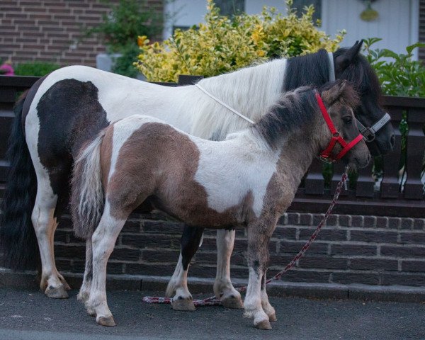 Pferd Jaron vom Höllchensee (Shetland Pony, 2022, von Jaro van de Welyse Hoek)