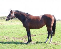 broodmare Vroni M (Holsteiner, 2005, from Cristo)