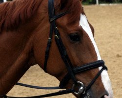 jumper Pokerface 33 (Oldenburg show jumper, 2004, from Couleur Rubin)